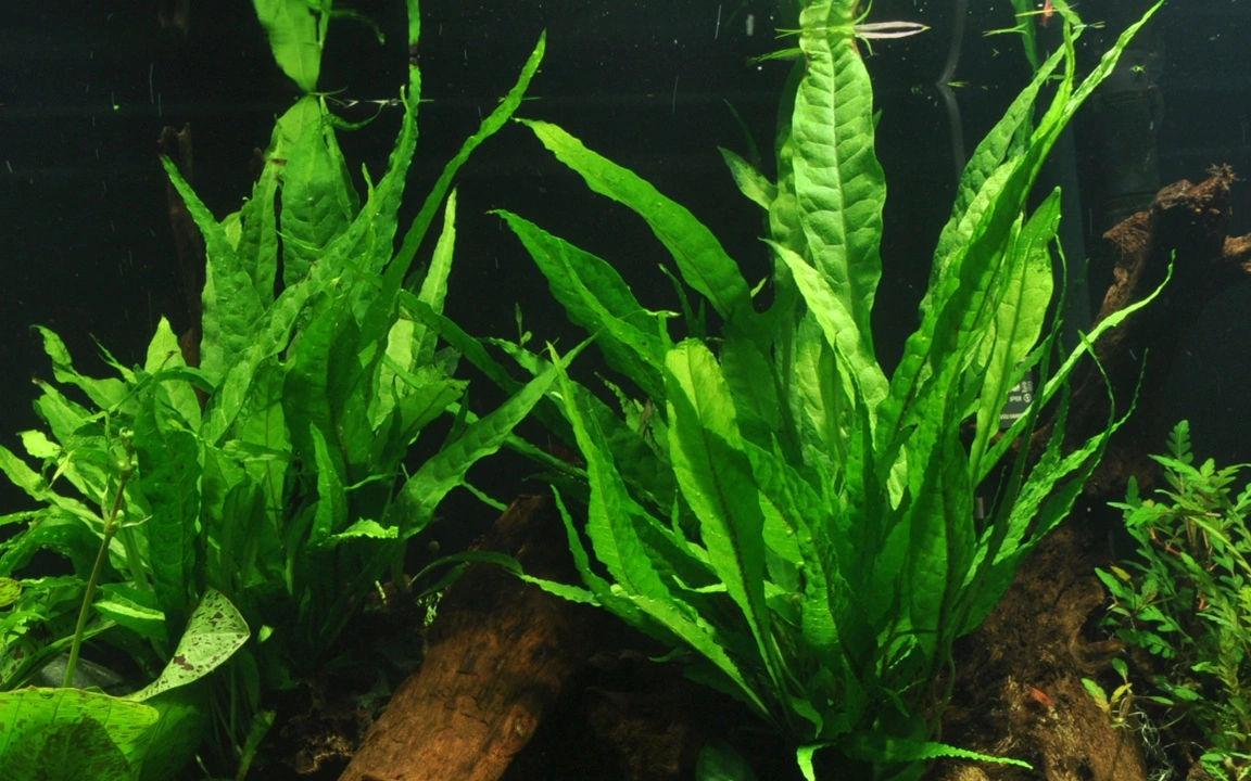 Tropica Microsorum Pteropus XS på trærod