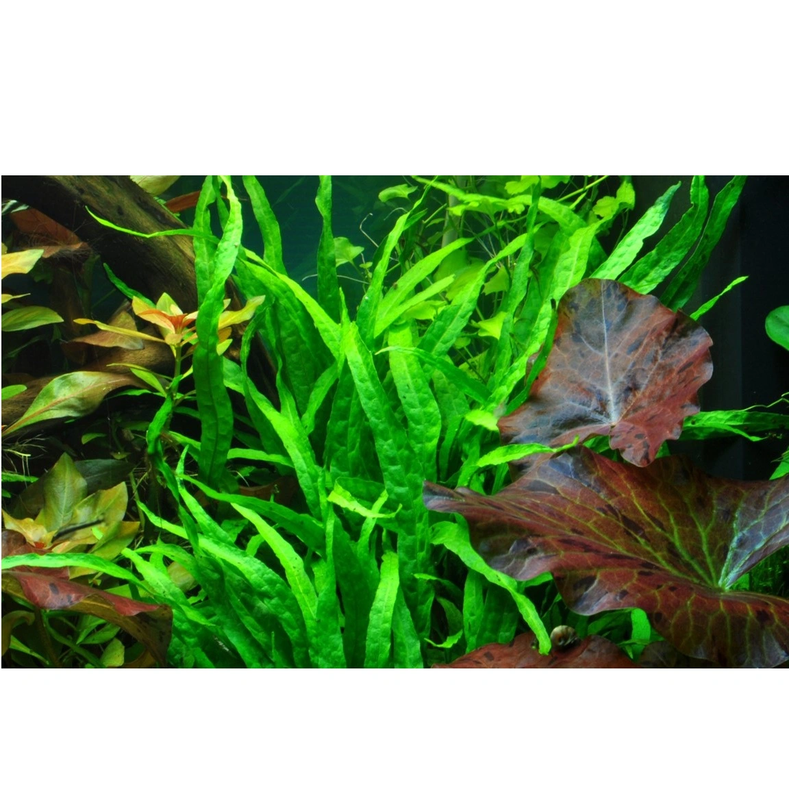 Tropica Akvarieplante i potte Microsorum pteropus Narrow