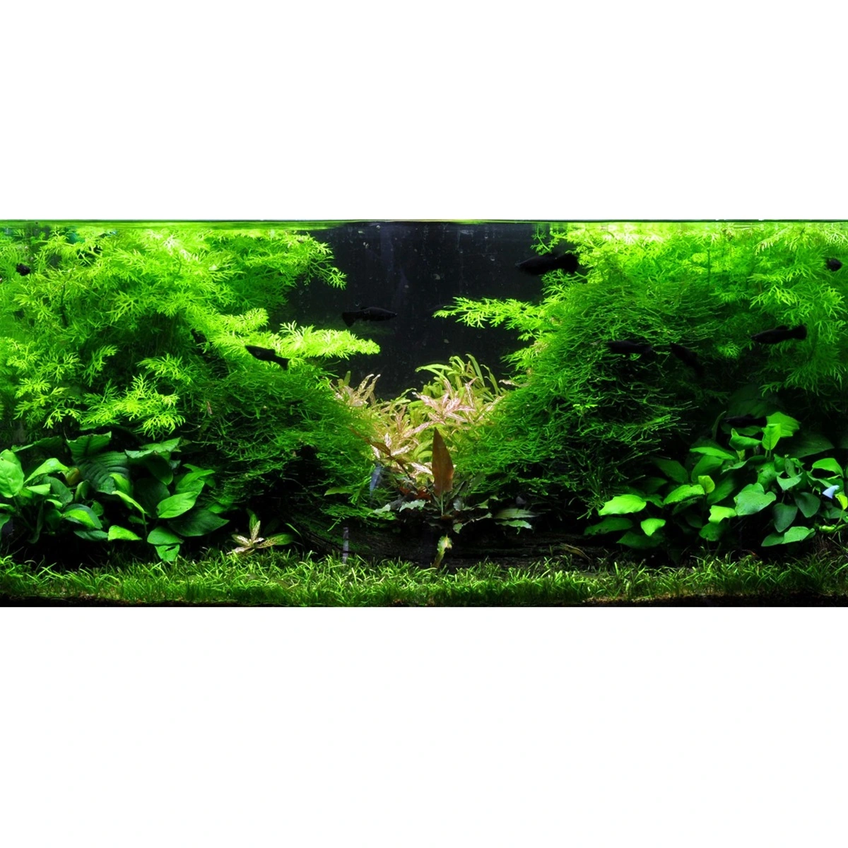 Tropica Akvarieplante i potte Ceratopteris thalictroides