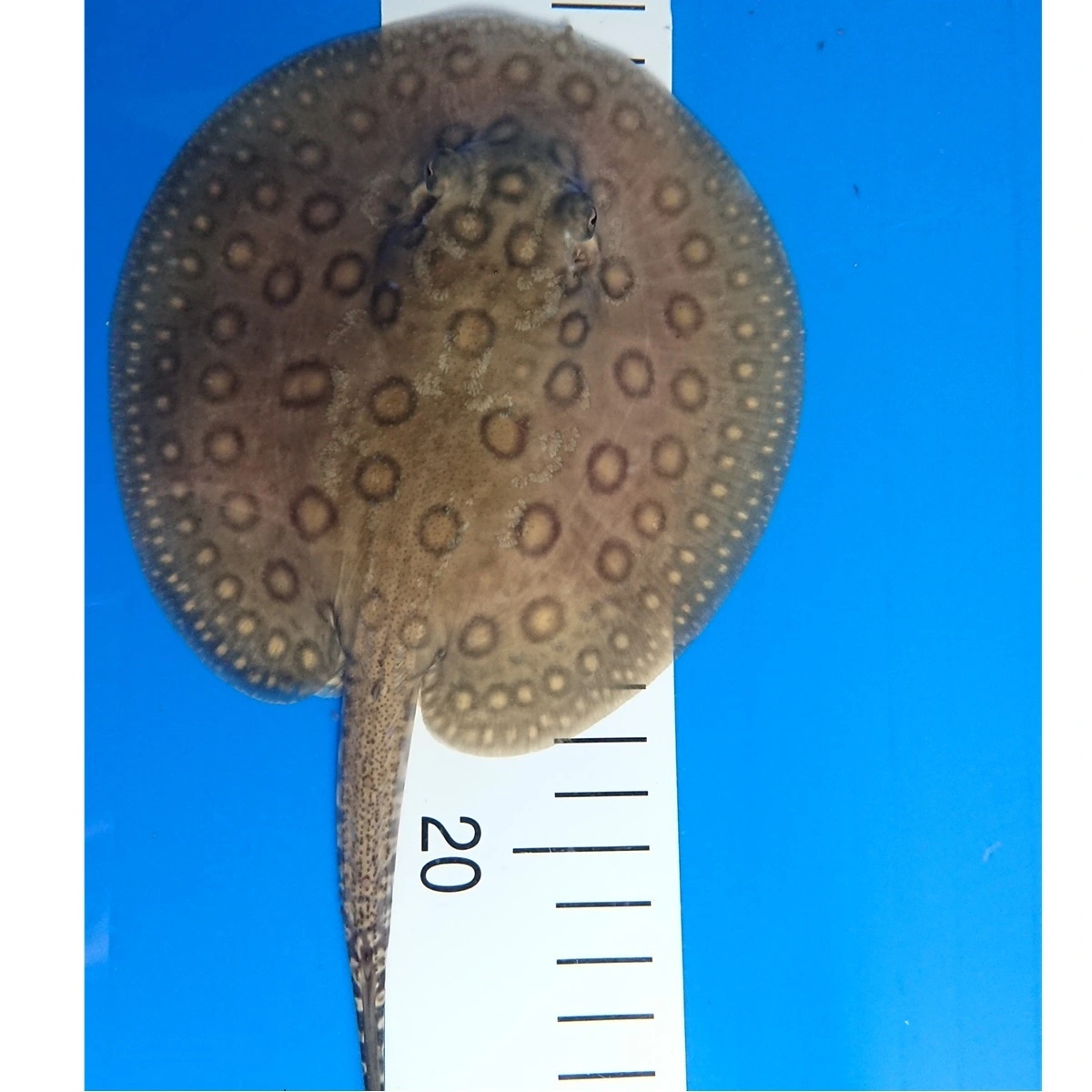 Ferskvandsrokke Potamotrygon Motoro Hun Ø 25 cm