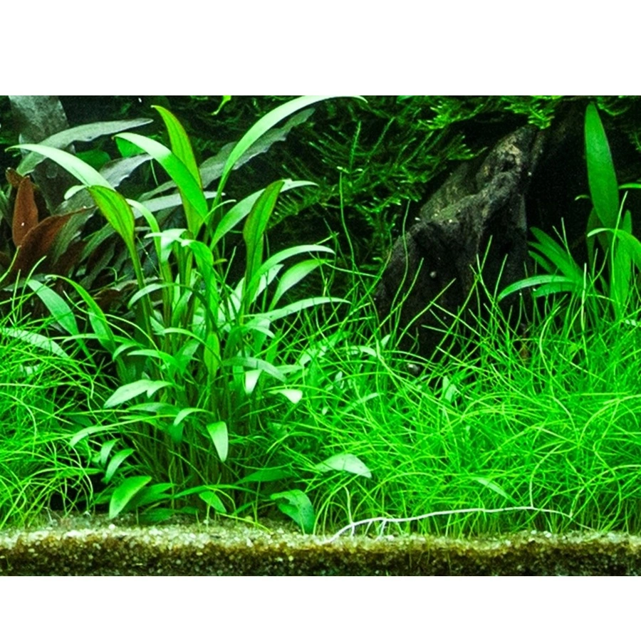 Tropica Akvarieplante i potte Cryptocoryne x willisii