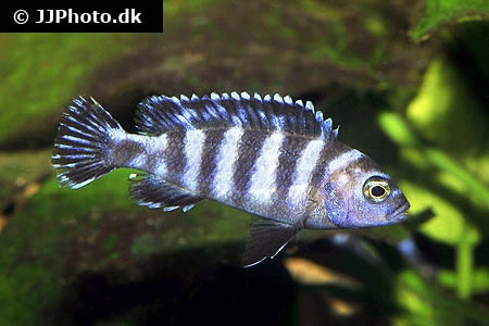 Chindongo demasoni (Tidl. Pseudotropheus demasoni)
