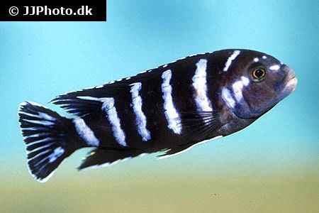 Chindongo demasoni (Tidl. Pseudotropheus demasoni)