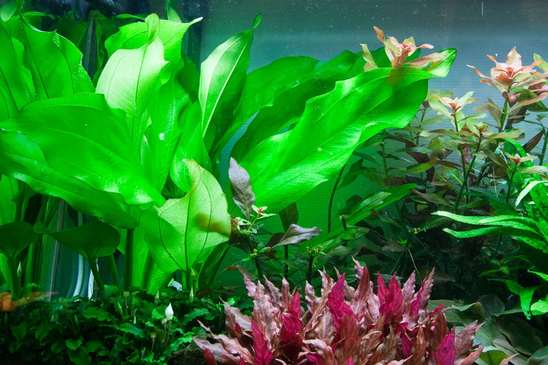 Tropica Akvarieplante i potte Echinodorus cordifolius fluitans