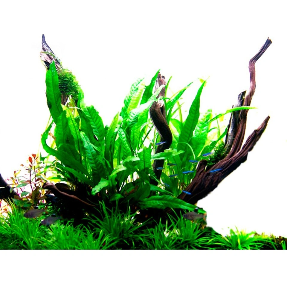 Tropica Akvarieplante i potte Microsorum pteropus