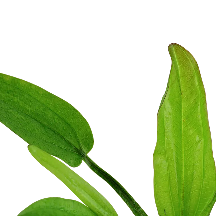 Tropica Akvarieplante i potte Echinodorus cordifolius fluitans