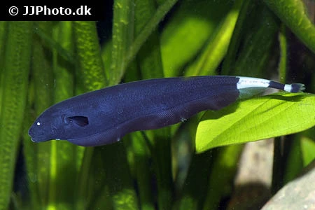 Black Ghost (Apteronotus albifrons)