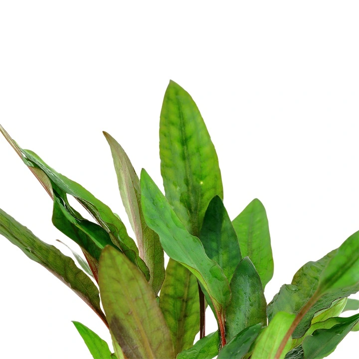 Tropica PCS Pot Cryptocoryne beckettii Petchii x 3