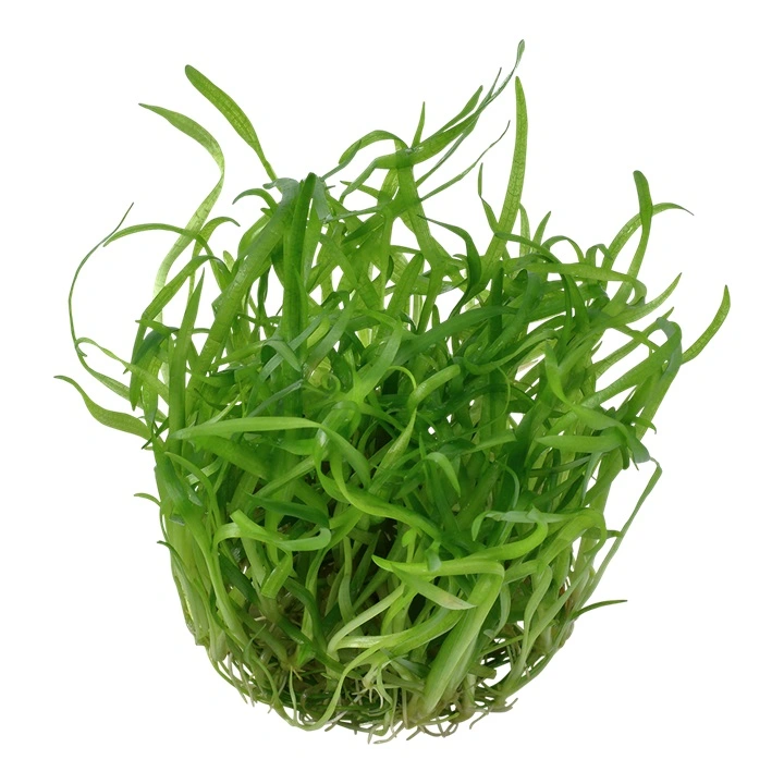 Tropica Sagittaria subulata 1-2-GROW