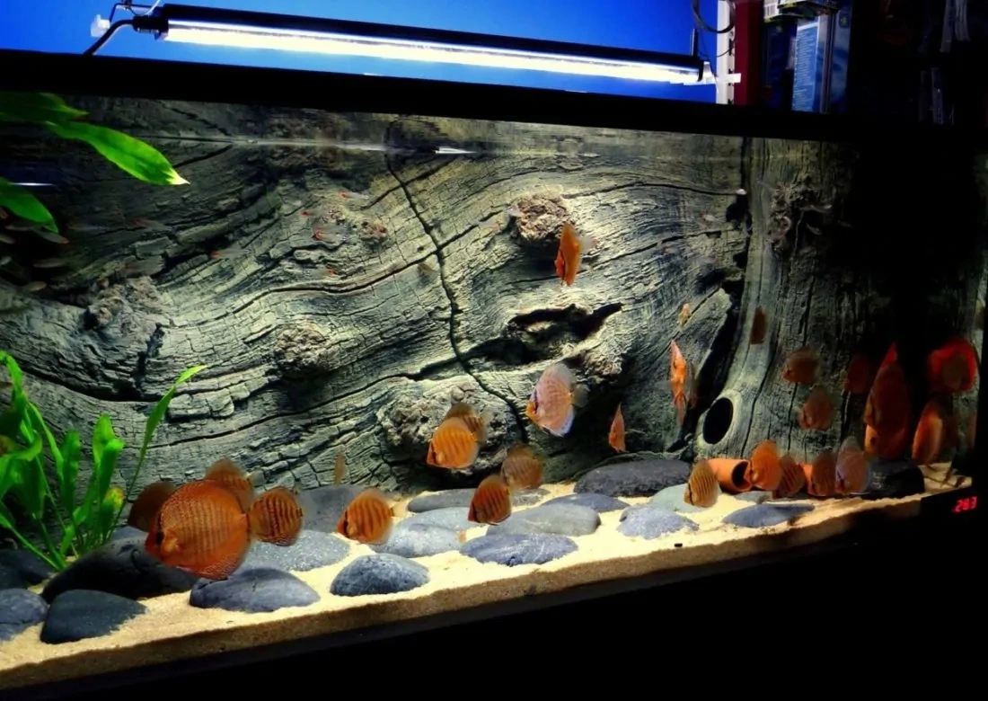 Back to Nature Orinoco Juwel 100x42 cm