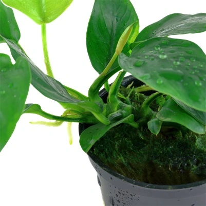 Tropica Akvarieplante i potte Anubias barteri Nana