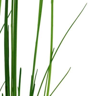 Tropica Akvarieplante i potte Eleocharis montevidensis