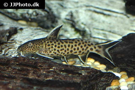 Dværg Fjerskægmalle (Synodontis petricola)