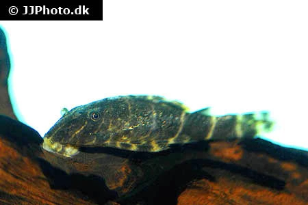 L-104 Panaqolus maccus Klovnsugemalle