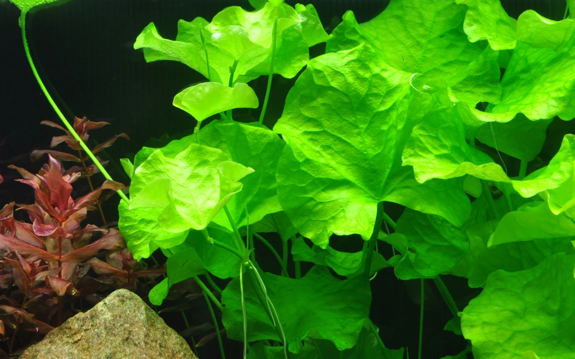 Tropica Akvarieplante i potte Nymphoides hydrophylla Taiwan