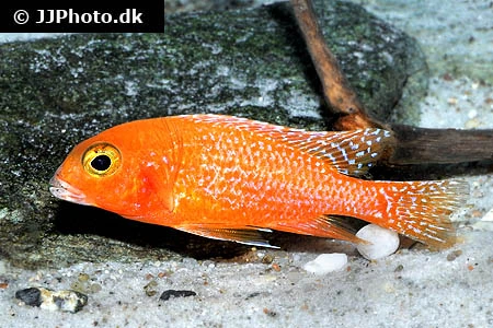 Ild Påfugle Cichlide (Aulonocara sp. Firefish)