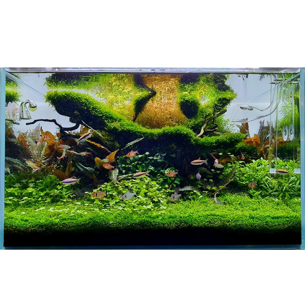 Tropica Vesicularia ferriei Weeping 1-2-GROW