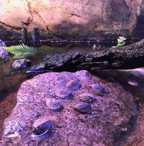 Razorback moskusskildpadde (stenotherus carinatus)