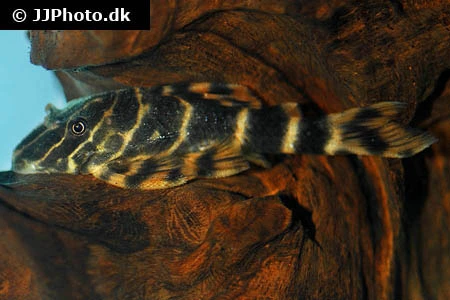 L-104 Panaqolus maccus Klovnsugemalle