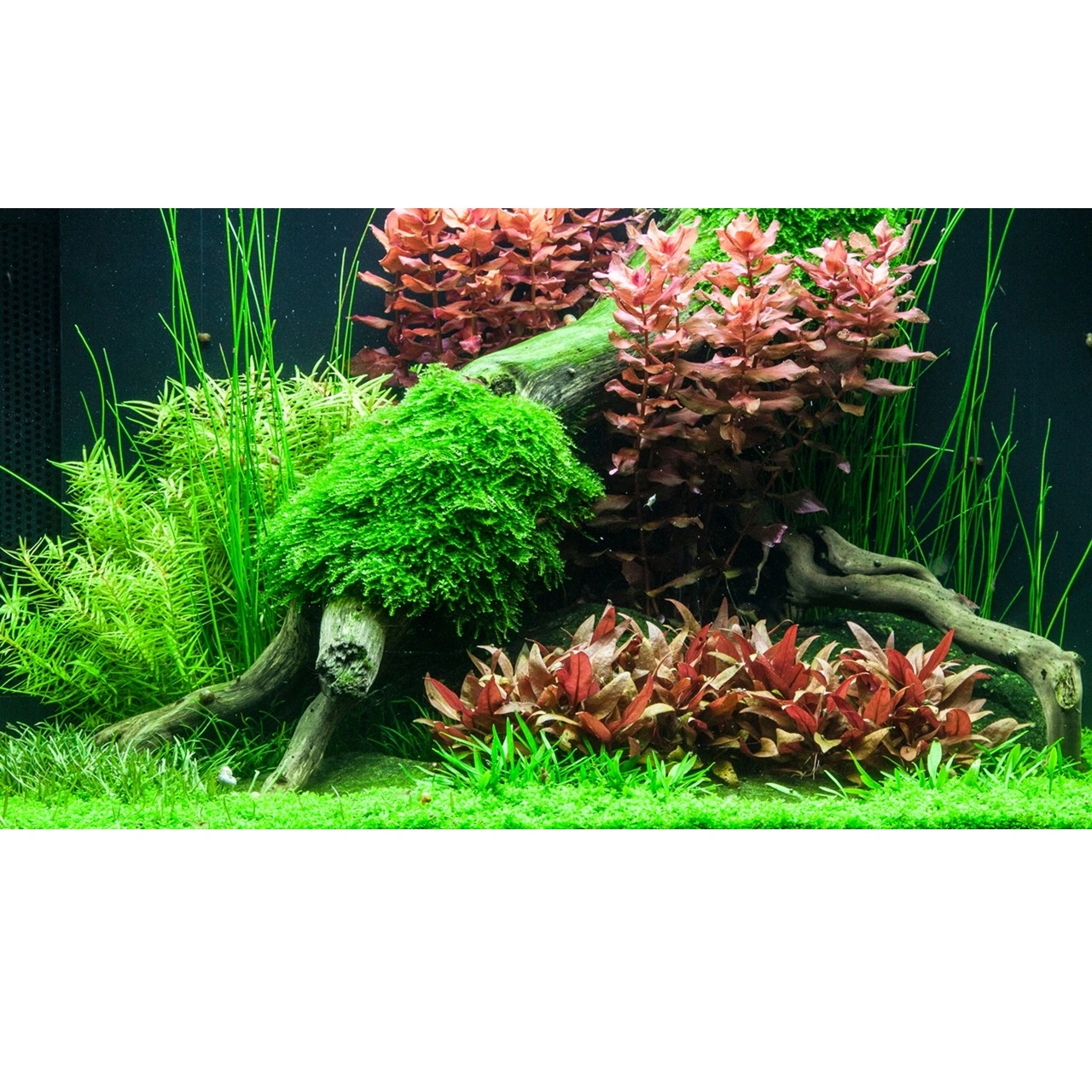 Tropica Alternanthera reineckii sp. Mini 1-2-GROW x 3