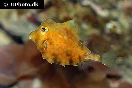 Pyramidekuffertfisk Tetrosomus Gibbosus