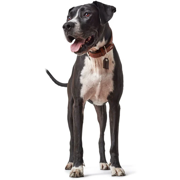 Hunter Cody 55 Cognac Mørkebrun hundehalsbånd - 42-48 cm