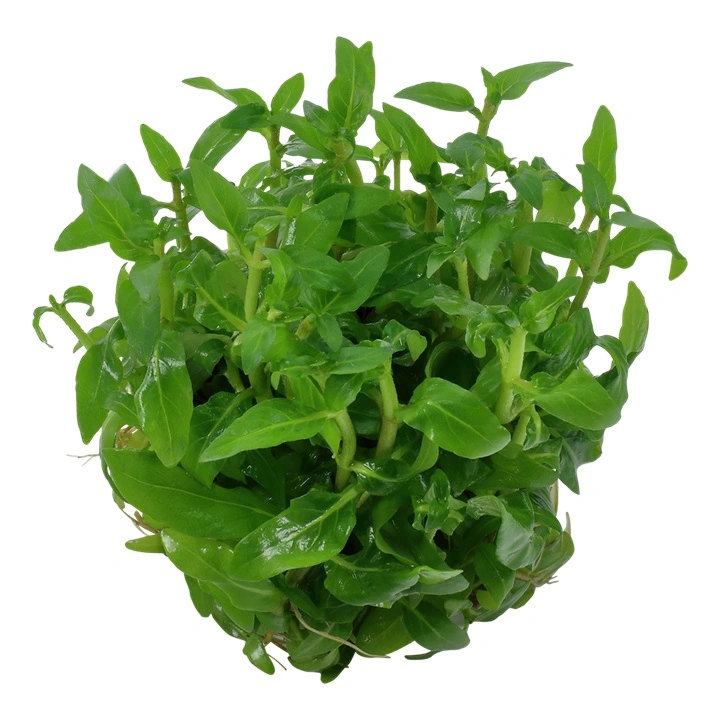 Tropica Staurogyne repens 1-2-GROW