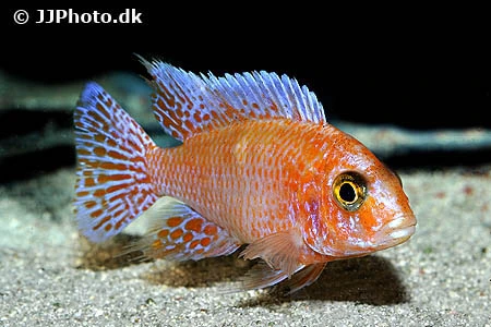 Ild Påfugle Cichlide (Aulonocara sp. Firefish)