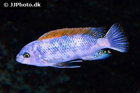 Trewawasae Malawi Cichlide (Labeotropheus trewawasae)