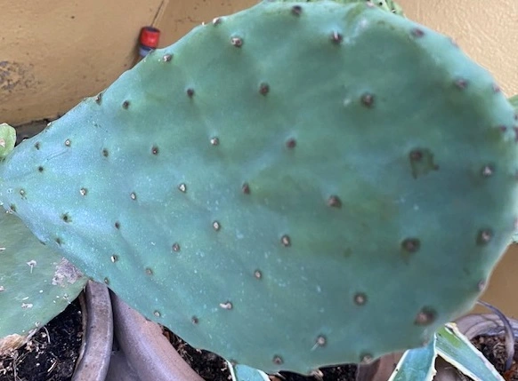 Figenkaktus til landskildpadder (Opuntia ficus indica)