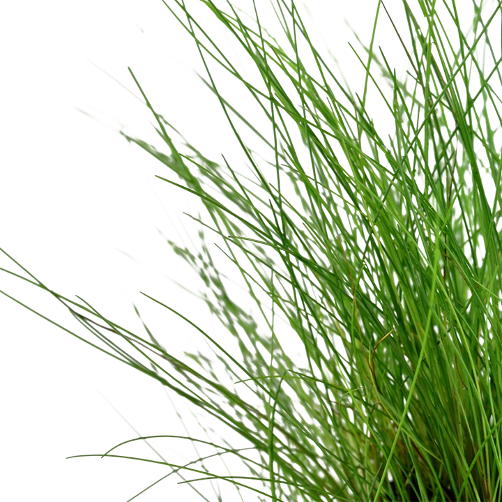 Tropica Akvarieplante ipotte Eleocharis parvula