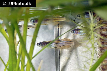 Rød Neon Regnbuefisk (Pseudomugil paskai)