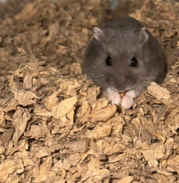 Muffin Dværghamster (Phodophus sungorus)