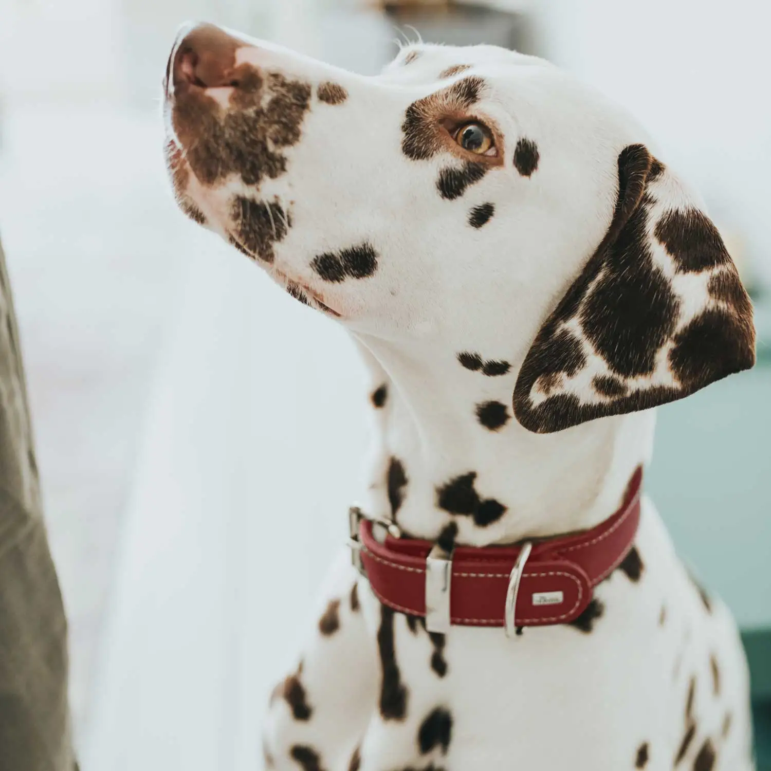 Hunter Aalborg Special Hundehalsbånd Rød 35 - 24-30 cm
