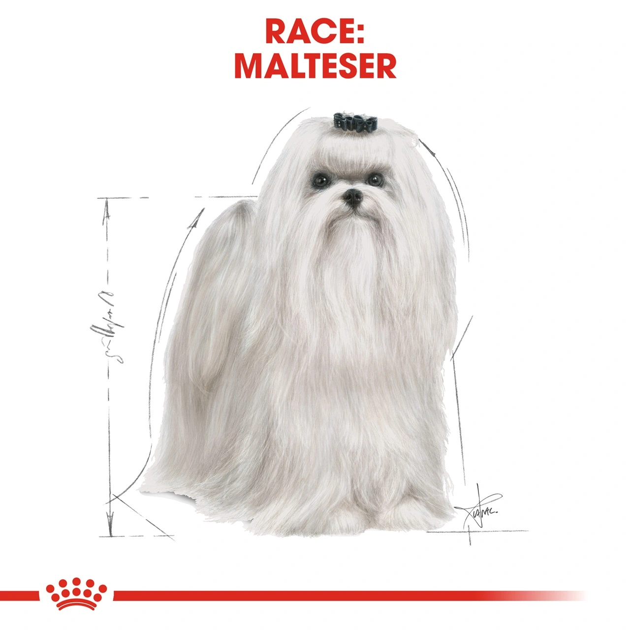 Royal Canin Maltese Adult 1,5 kg - tørfoder til maltesere