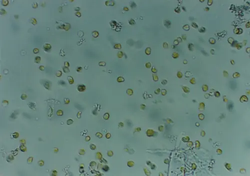 Nyos Phytomaxx Live Phytoplankton koncentrat 250 ml