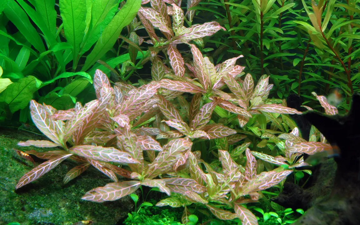 Tropica Akvarieplante i potte Hygrophila polysperma Rosanervig