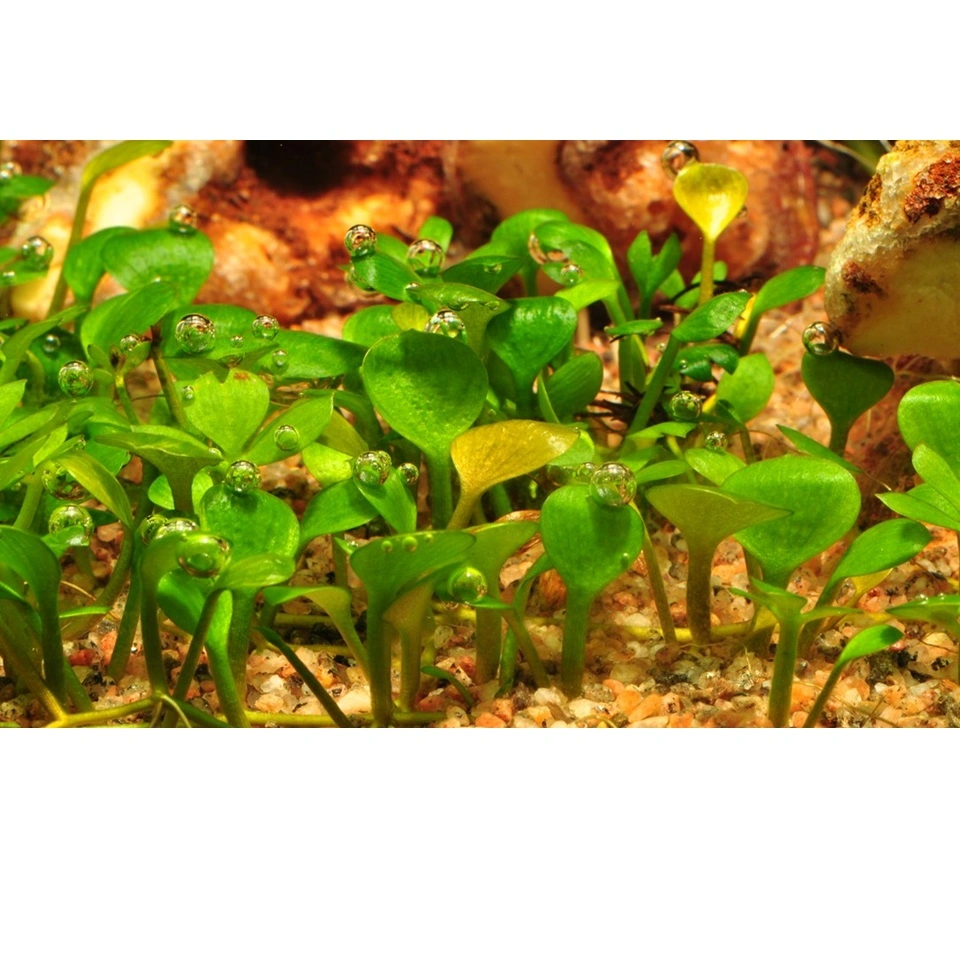 Tropica Marsilea hirsuta 1-2-GROW x 3