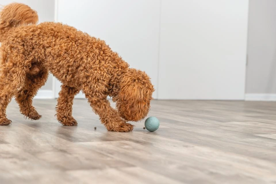 Trixie snack bold ø 6 cm - aktiveringslegetøj til hunde