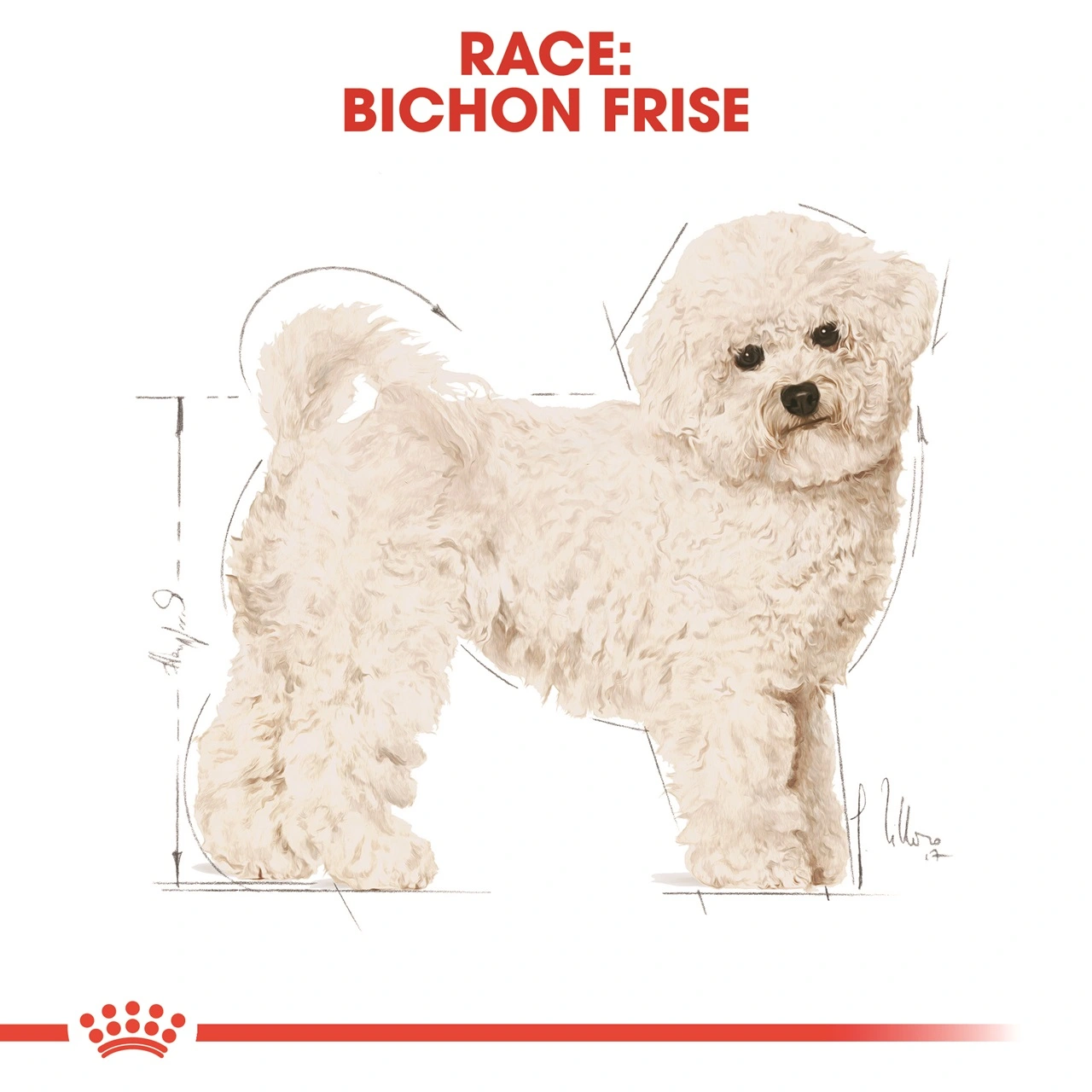 Royal Canin Bichon Frise Adult 1,5 kg - tørfoder til voksne hunde
