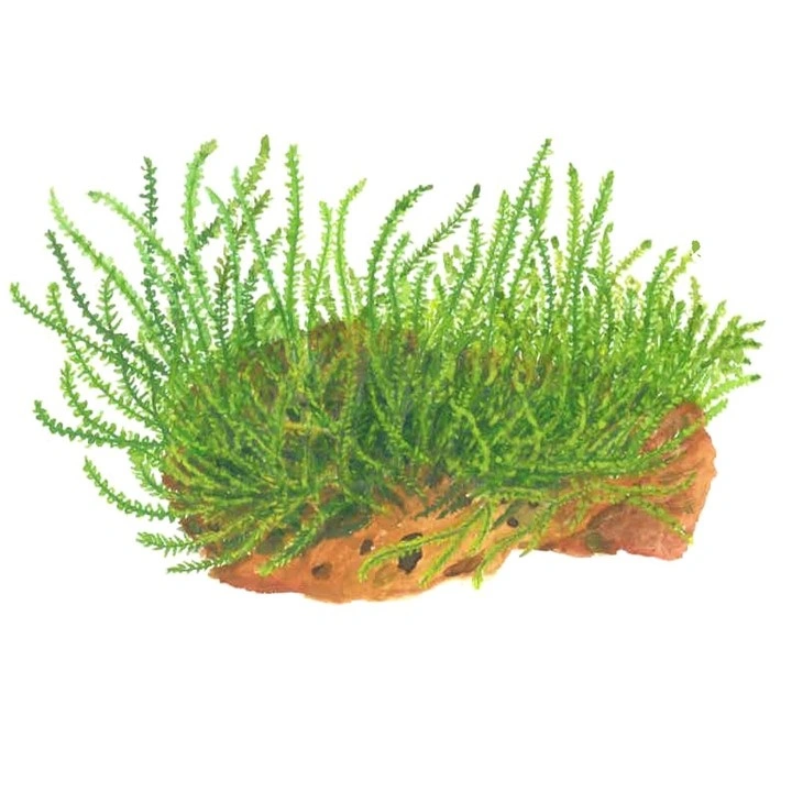 Tropica Leptodictyum riparium 1-2-Grow