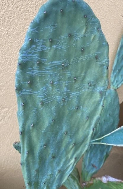 Figenkaktus til landskildpadder (Opuntia ficus indica)