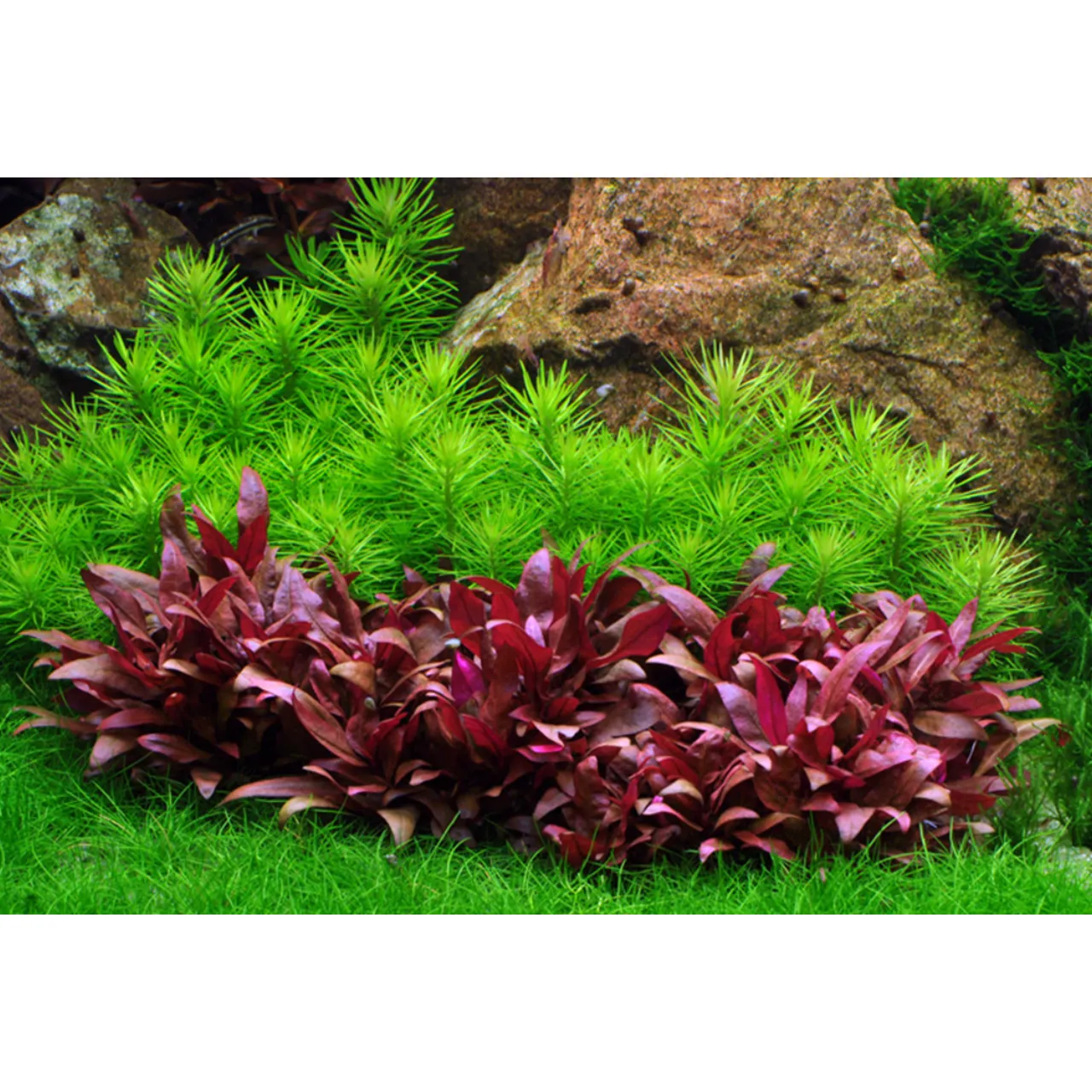 Tropica Akvarieplante i potte Pogostemon deccanensis