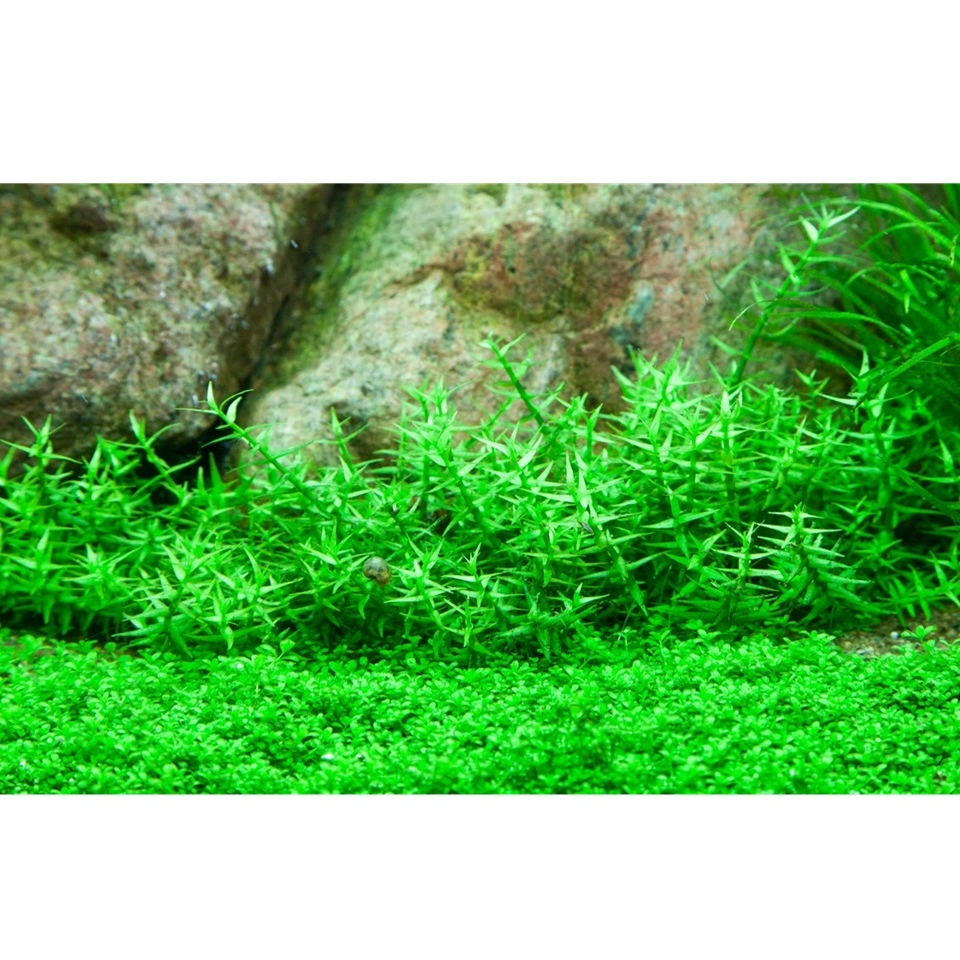 Tropica Gratiola viscidula 1-2-GROW