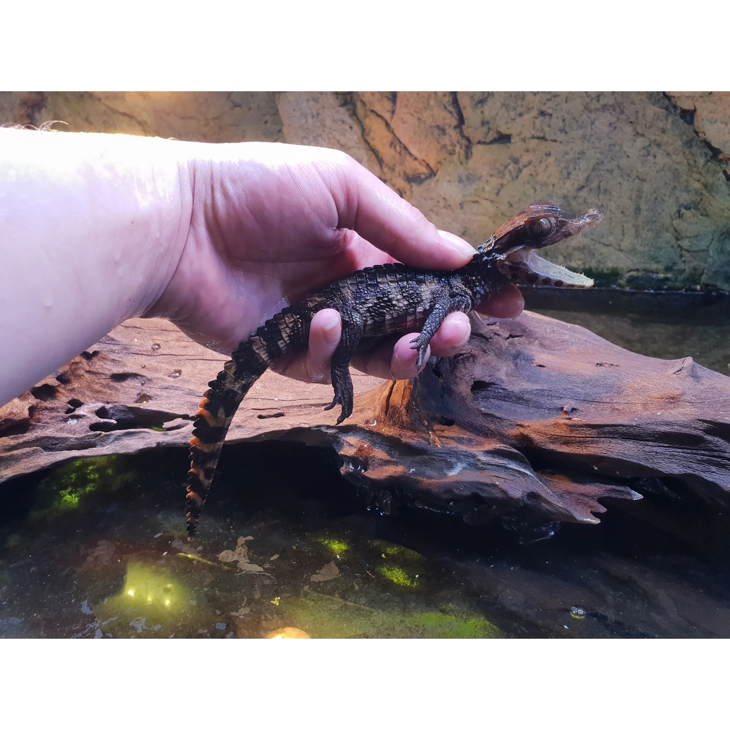 Dværg kaiman (Paleosuchus palbebrosus)