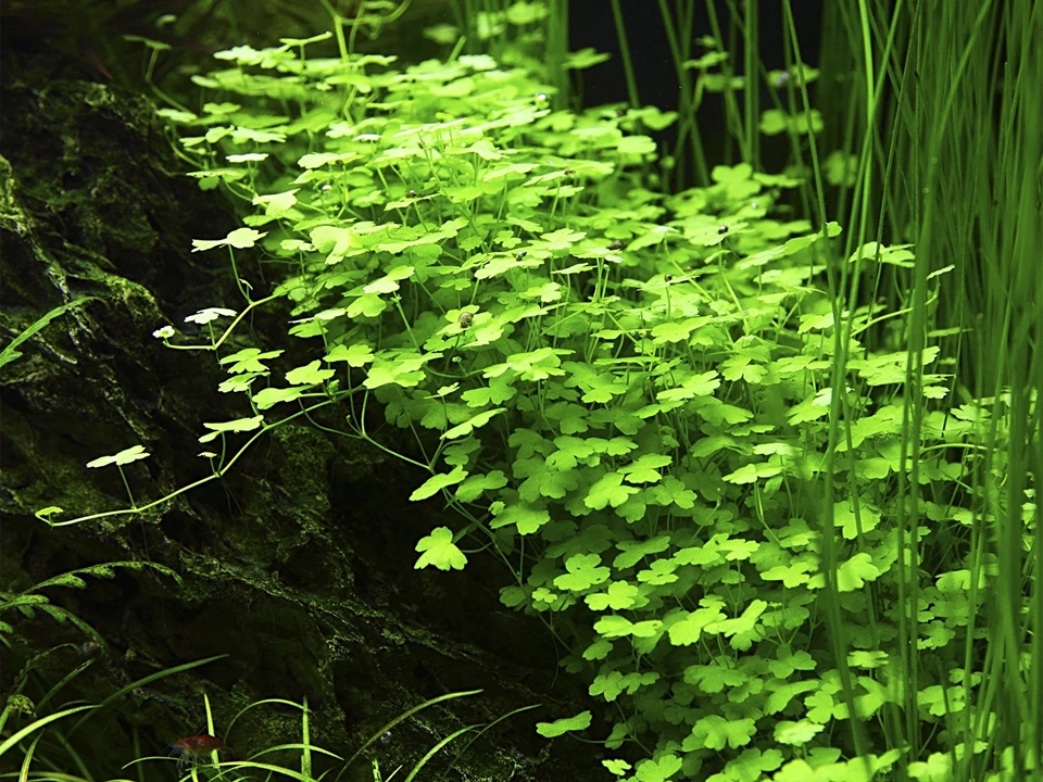 Tropica Akvarieplante i potte Hydrocotyle tripartita