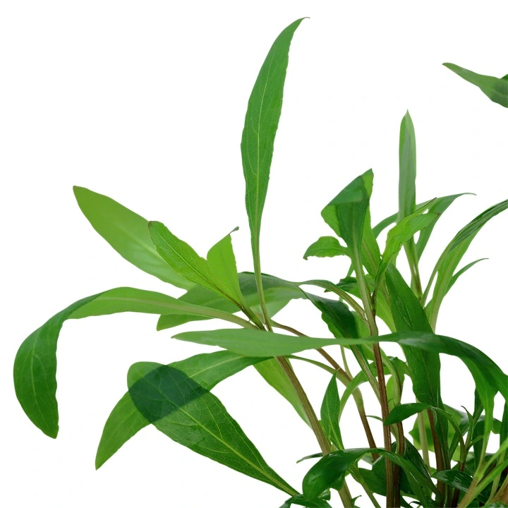 Tropica Akvarieplante i potte Hygrophila Siamensis 53B