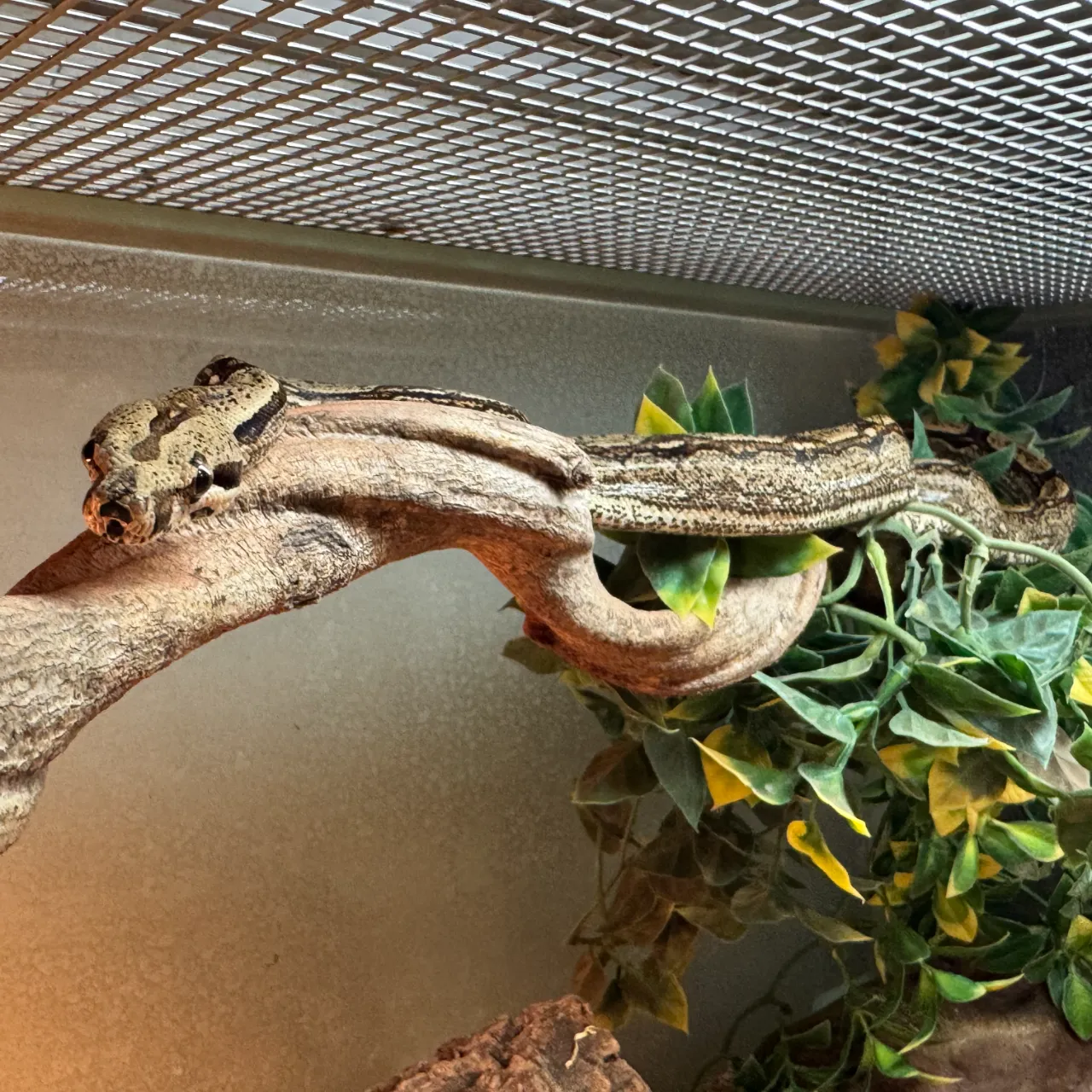 Kongeboa Arabesque poss Hypo 0,1 - Boa Constrictor