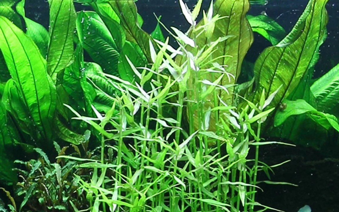 Tropica Akvarieplante i potte Murdannia keisak