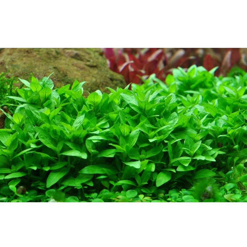 Tropica Staurogyne repens 1-2-GROW
